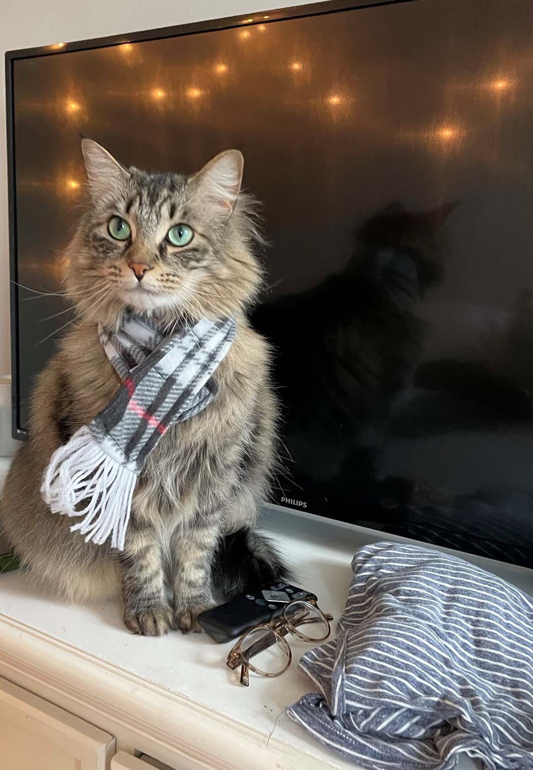 Pet of the Month Belvedere Veterinary Center