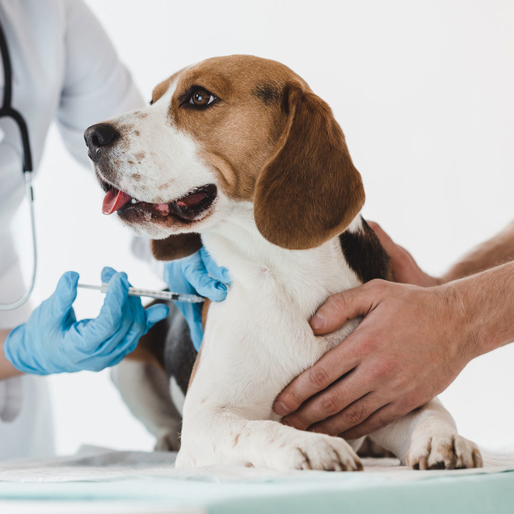 Beagle Vaccination