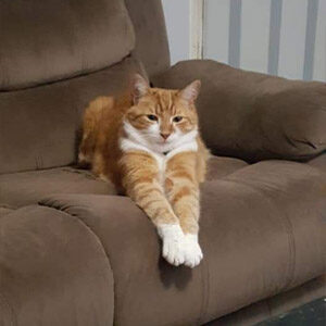 Orange and White cat, Paula V, laying on brown couch