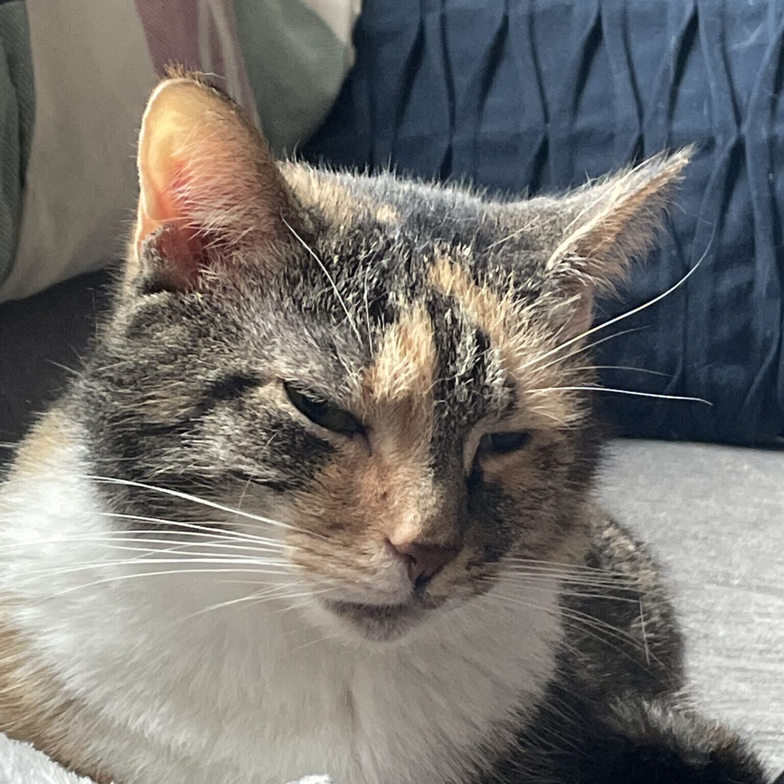 Tabby Cat named Stacey squinting into camera