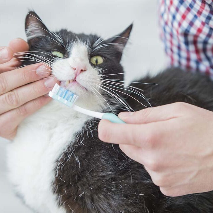 Feline Dental Health