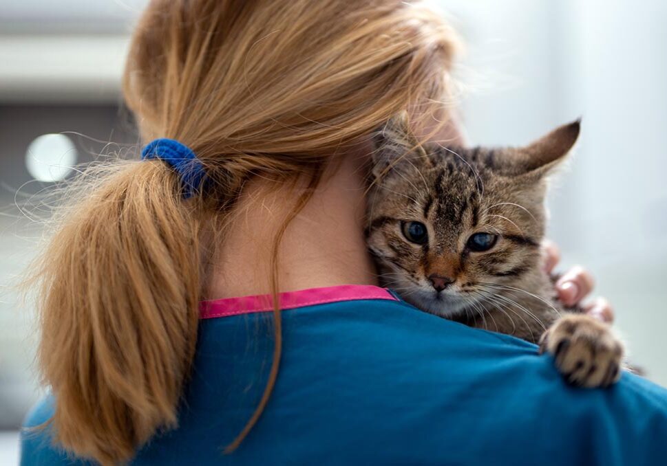 A Young Female Vet Holding A Kitten
