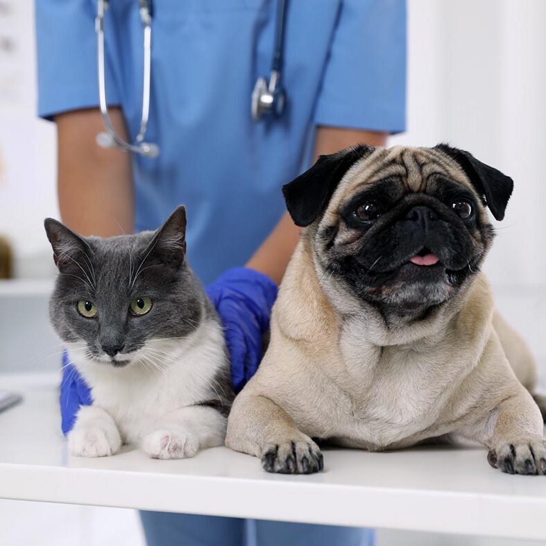 Veterinarian Examining Cute Pug Dog And Cat In Clinic, Closeup. Vaccination Day