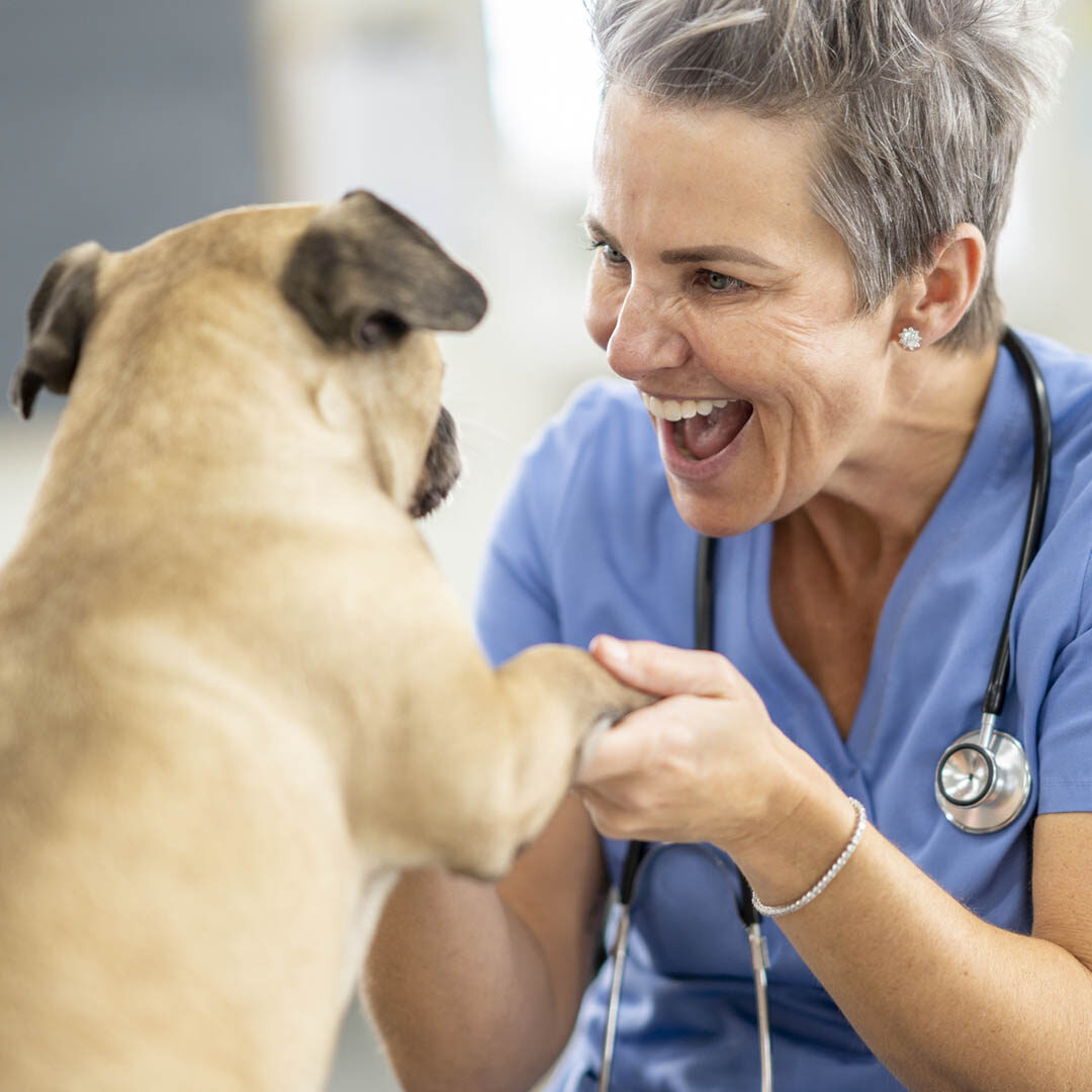 Veterinarian Rewarding A Dog At An Appointment